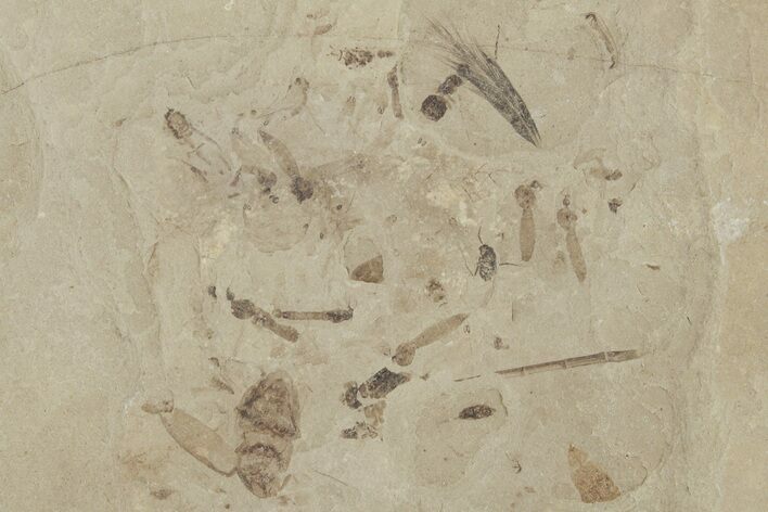 Fossil Leaf, Beetle, Crane Fly, and Feather Plate - Utah #215633